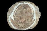 Lower Cambrian Trilobite (Longianda) - Issafen, Morocco #183631-2